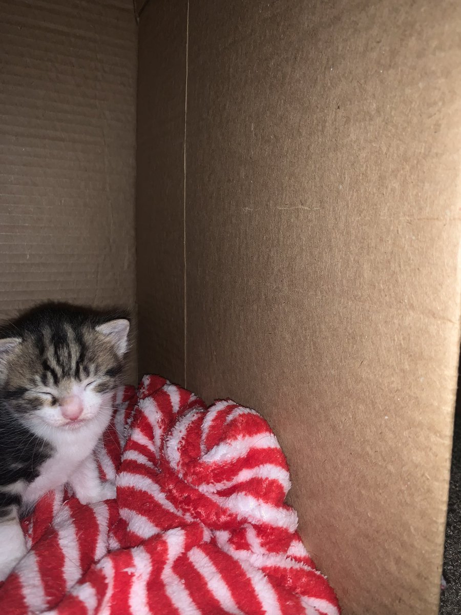 obrobreakfast's tweet photo. Got a new fur baby! Meet Ellie, or Elanor the Fair for any of those LOTR nerds :) https://t.co/ES53us3SDA