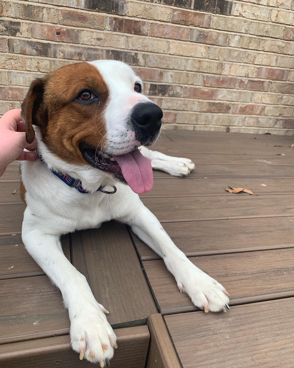 LizzzPonce's tweet photo. The newest member of the Ponce family - Ruger ❤️ https://t.co/J0mbKtXcw3