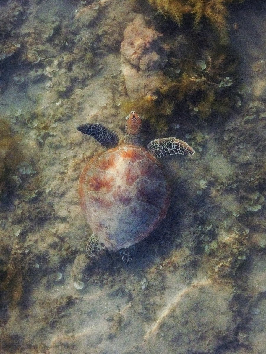 It’s Monday again! May your work week be as chill as this turtle cruising along the waters of Exmouth 🐢

#WanderOutYonder #HolidayHereThisYear #Photography