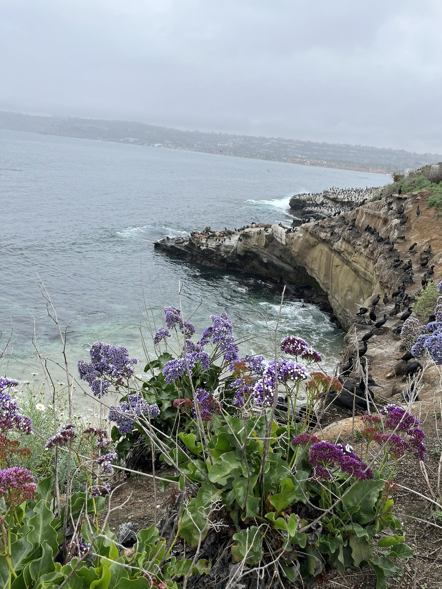 mhbasi's tweet photo. Making the most of an extra day in #SanDiego due to a cancelled flight.... Still waiting for sunshine, but happy to see sea lions. #cosa2022 https://t.co/owe9VAElmr