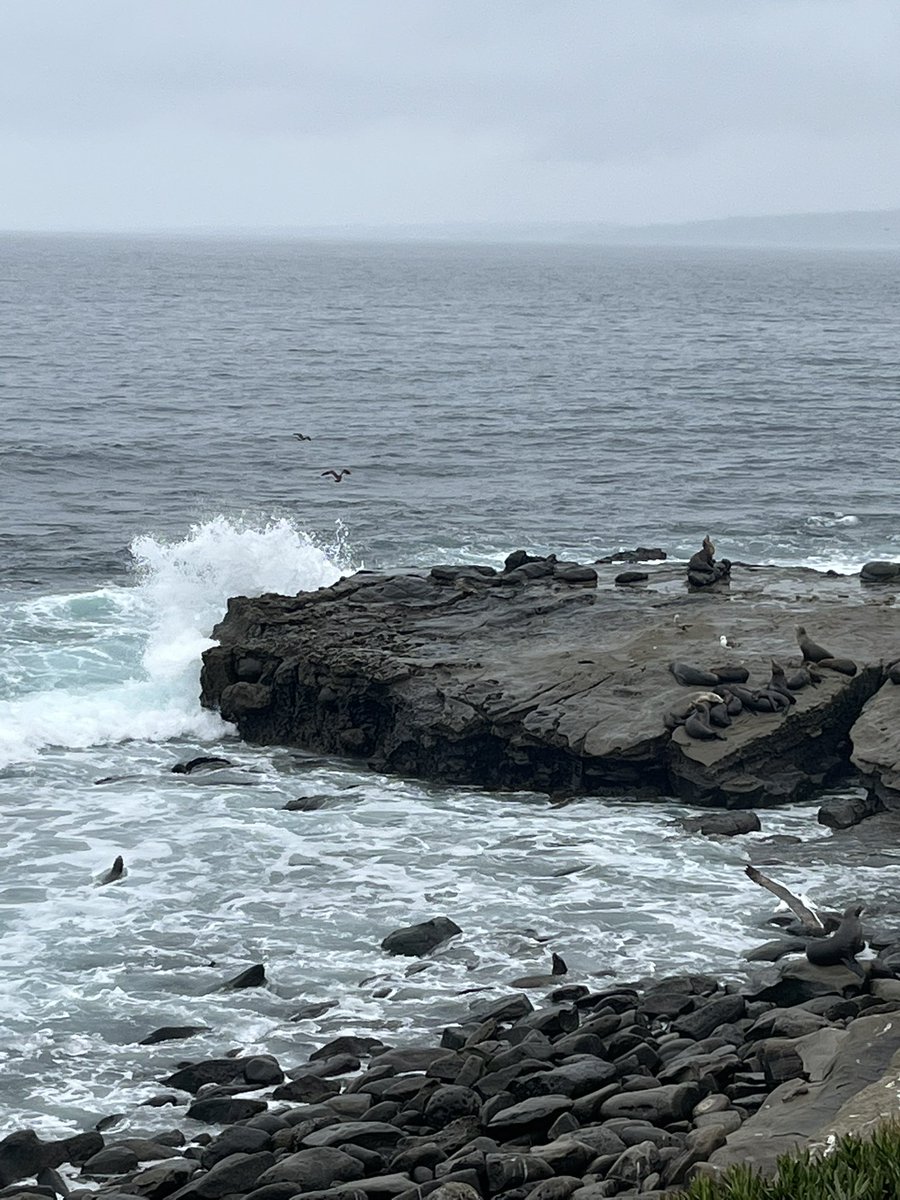mhbasi's tweet photo. Making the most of an extra day in #SanDiego due to a cancelled flight.... Still waiting for sunshine, but happy to see sea lions. #cosa2022 https://t.co/owe9VAElmr