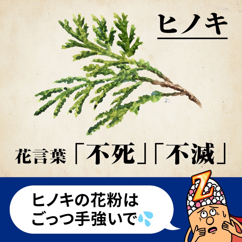コンタック公式アカウント 春は ヒノキの 花粉にも要注意や の 花言葉 から見てわかる通り ヒノキのしぶとさを絶対に舐めてかかったらアカン フリやないで 梅雨シーズンくらいまで飛散するさかい あと1 2ヶ月は油断禁物や ミスター