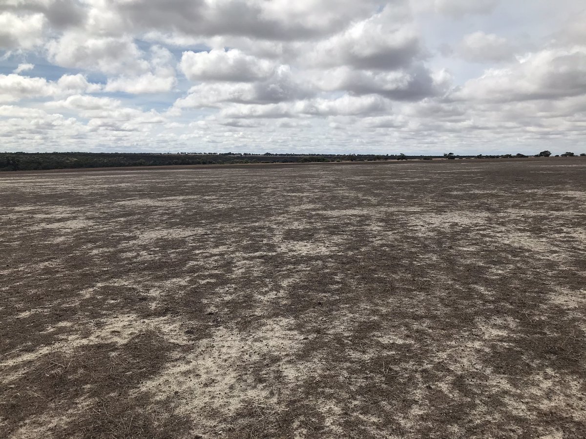 AnnaCornell1997's tweet photo. Site visit for two 30m wide nature corridors in Kojarena. Both corridors will be a mixed biodiverse planting under @NACC_NRM #NLP Growing Great Ground project. Contact myself at Anna.cornell@nacc.com.au  if you’re interested in something similar 🌱🌿 @DeptAgNews @AusLandcare https://t.co/aSHiEg8ipn