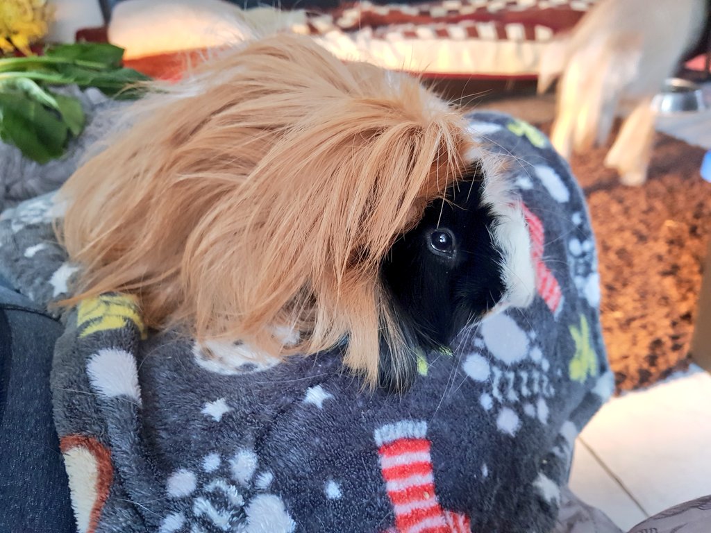 GuineaMexico's tweet photo. Pepe got his spring haircut ๐โโ๏ธnot happy about it, but I think he looks very handsome with his bowl cut, or as we say in Mรฉxico "trasquilado" ๐๐
#guineapig #pigmum #impignity https://t.co/0Bxk9LWml4