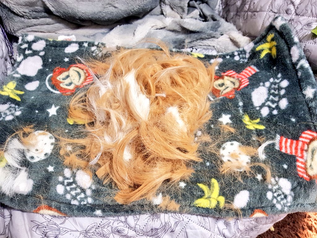 GuineaMexico's tweet photo. Pepe got his spring haircut ๐โโ๏ธnot happy about it, but I think he looks very handsome with his bowl cut, or as we say in Mรฉxico "trasquilado" ๐๐
#guineapig #pigmum #impignity https://t.co/0Bxk9LWml4