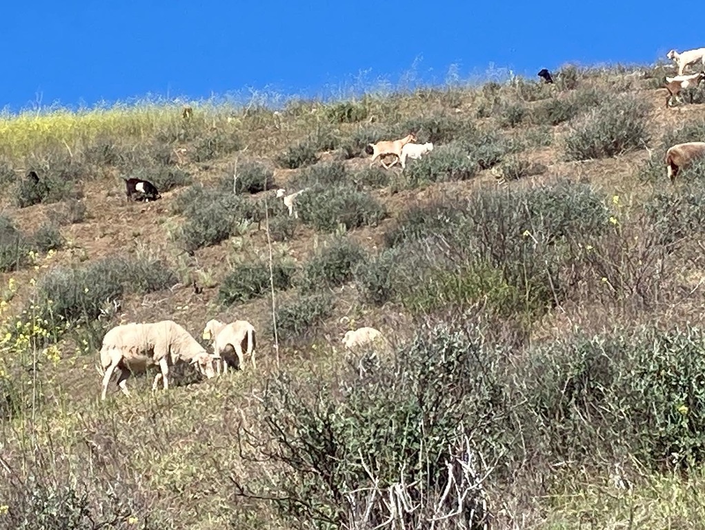 WildfirePRClub's tweet photo. https://t.co/9aF4hyAA4L

#venturabrushgoats #brushclearing #GOAT𓃵  #GOAT #goats #sheep #oakpark #thousandoaks #VENTURACOUNTY Last day to visit the goats and sheep in Oak Park by Churchwood Dr. is today, Sunday 4/3.
Please donate towards funding @WildfirePRClub @RSRPD_rec https://t.co/pkLwMCprg2