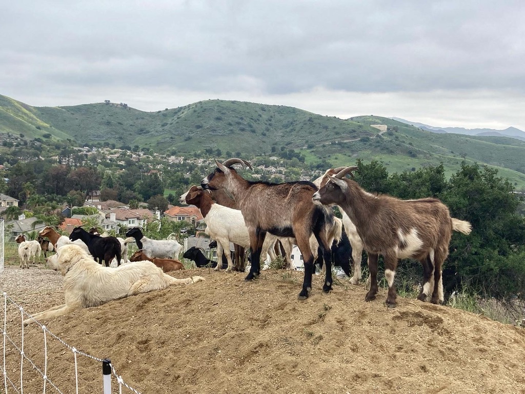 WildfirePRClub's tweet photo. https://t.co/9aF4hyAA4L

#venturabrushgoats #brushclearing #GOAT𓃵  #GOAT #goats #sheep #oakpark #thousandoaks #VENTURACOUNTY Last day to visit the goats and sheep in Oak Park by Churchwood Dr. is today, Sunday 4/3.
Please donate towards funding @WildfirePRClub @RSRPD_rec https://t.co/pkLwMCprg2