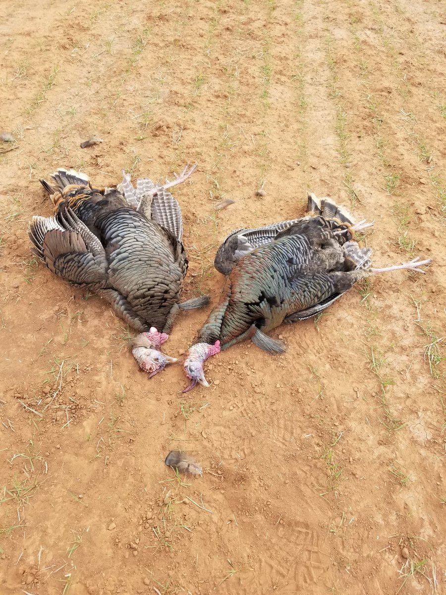 aaron_tagerson's tweet photo. WOW, What a way 2 finish off first day of Turkey huntin! Tagged out 4 the season, so Blessed #MakeItADouble 4 the #Gurlz #cantstoptheflop #WildTurkey I Absolutely Love this! Thanks to @BubeckLawrence &amp; @Stevenhinson5  for the great gear! I'm sad it's already over!🤦‍♂️😜💪🦃🦃🥃🥃 https://t.co/mNaGYKAIAf