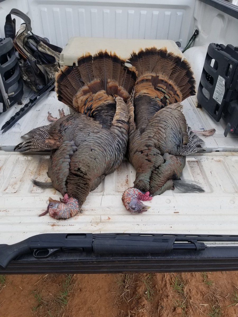 aaron_tagerson's tweet photo. WOW, What a way 2 finish off first day of Turkey huntin! Tagged out 4 the season, so Blessed #MakeItADouble 4 the #Gurlz #cantstoptheflop #WildTurkey I Absolutely Love this! Thanks to @BubeckLawrence &amp; @Stevenhinson5  for the great gear! I'm sad it's already over!🤦‍♂️😜💪🦃🦃🥃🥃 https://t.co/mNaGYKAIAf