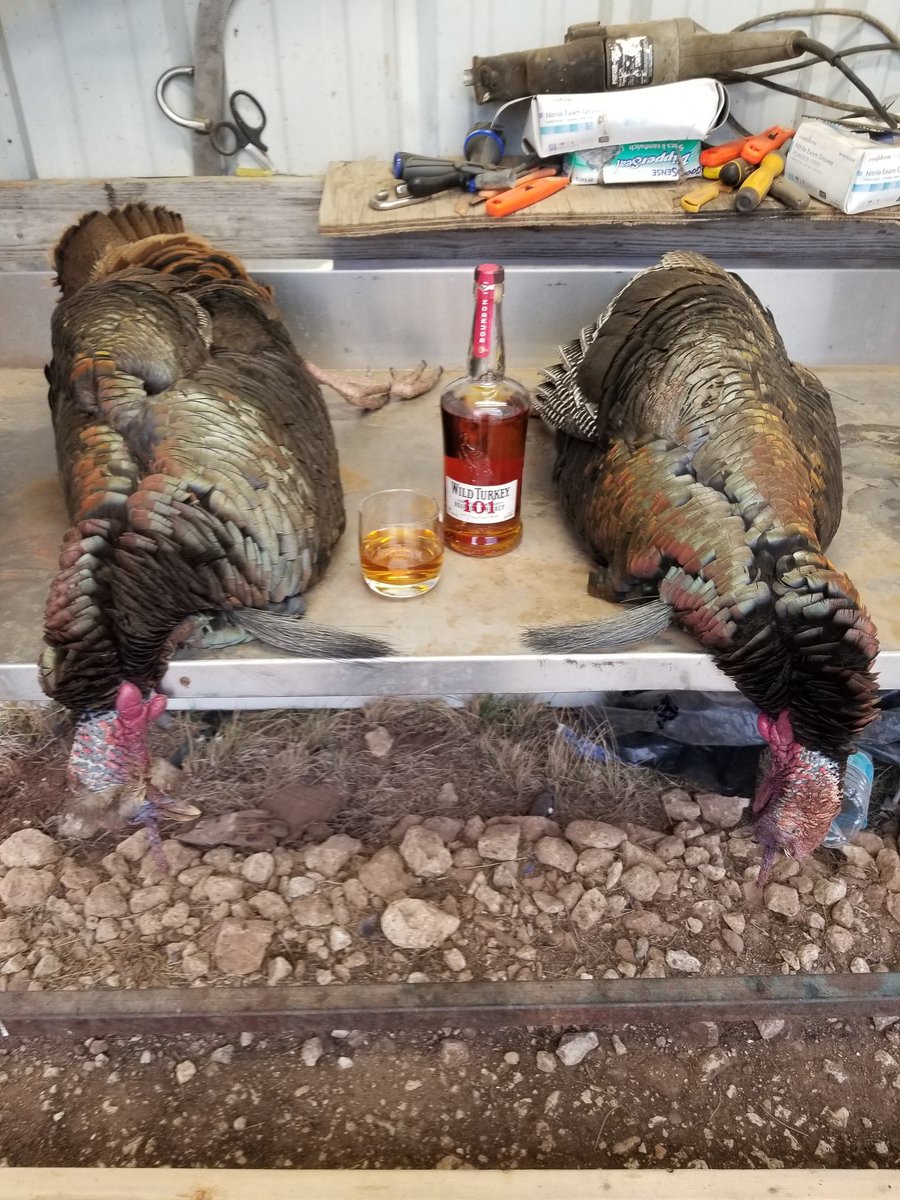 aaron_tagerson's tweet photo. WOW, What a way 2 finish off first day of Turkey huntin! Tagged out 4 the season, so Blessed #MakeItADouble 4 the #Gurlz #cantstoptheflop #WildTurkey I Absolutely Love this! Thanks to @BubeckLawrence &amp; @Stevenhinson5  for the great gear! I'm sad it's already over!🤦‍♂️😜💪🦃🦃🥃🥃 https://t.co/mNaGYKAIAf