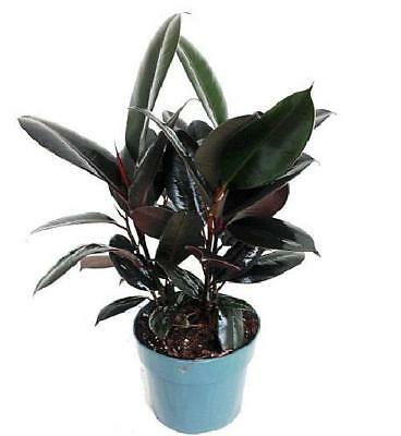 usa_mall's tweet photo. Burgundy Rubber Tree Plant Ficus 6" Pot Garden Outdoor Indoor Best Gift House https://t.co/hXt475Qu0L https://t.co/c4H2UaPCxU