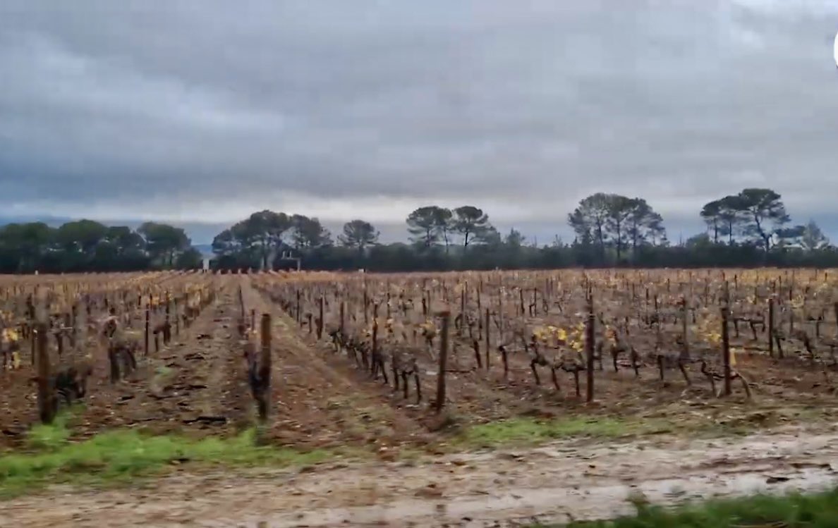 Mycophyto1's tweet photo. mycovignes Merci Château @sainteroseline et @CentreduRos1 #gillesmasson #erichenry #vigneronsengages @LaTribunePACA 
pour votre confiance

➡️➡️➡️➡️ https://t.co/2Woj2f77zF https://t.co/vMBpznXyJM