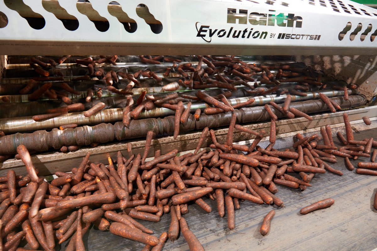 HaithGroup's tweet photo. Today is #InternationalCarrotDay 🥕 so here are some photos of one of our carrot lines! 
🥕FUN FACT🥕
It is widely believed that in the 17th century, Dutch growers cultivated orange carrots as a tribute to William of Orange – and the color stuck!🥕
#carrotday #agriculture https://t.co/8Q9aHIX6lP