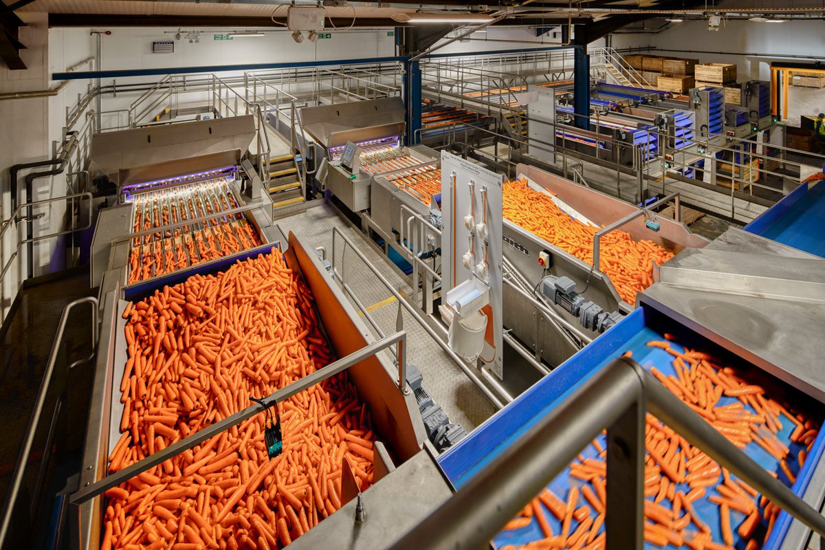HaithGroup's tweet photo. Today is #InternationalCarrotDay 🥕 so here are some photos of one of our carrot lines! 
🥕FUN FACT🥕
It is widely believed that in the 17th century, Dutch growers cultivated orange carrots as a tribute to William of Orange – and the color stuck!🥕
#carrotday #agriculture https://t.co/8Q9aHIX6lP