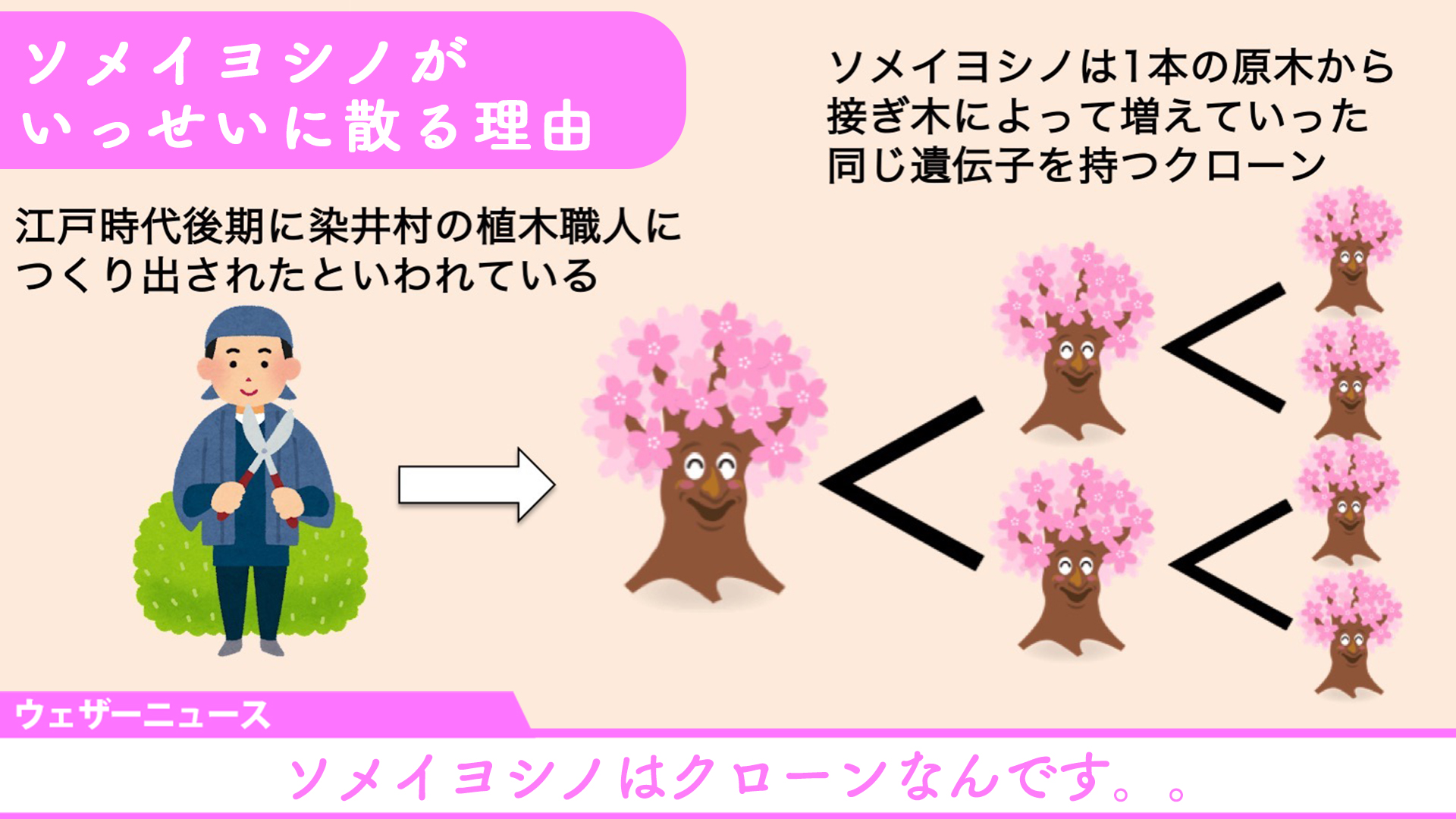 ウェザーニュースlive ソメイヨシノがいっせいに散る理由 ソメイヨシノは開花から満開までの日数が約5日 7日ほど そして 満開から数日するといっせいに散り始めます ということは満開から10日ほどで散ってしまうことになります ではなぜ
