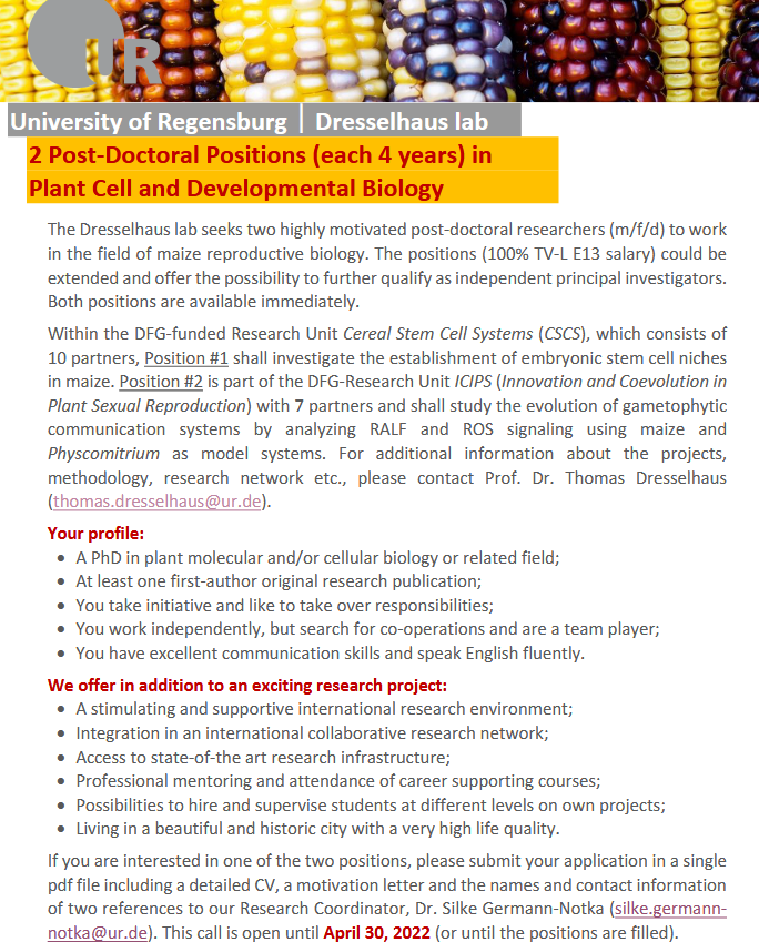 dukowic's tweet photo. 2 Postdoc positions in maize reproductive biology in Regensburg (Germany) with Prof. Thomas Dresselhaus. I can recommend the group and city from my own 1.5 year experience there! Also, another postdoc position there might be announced soon, on phasiRNAs! https://t.co/p9jXtC5tUb
