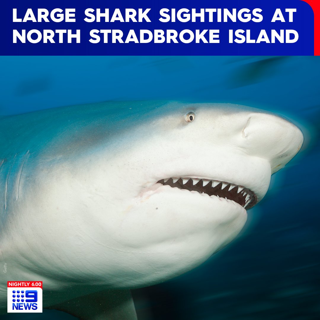 9NewsQueensland's tweet photo. SHARK WARNING: There are major concerns for Easter holidaymakers on #NorthStradbrokeIsland this week, after sightings of large sharks at #AmityPoint.
#Redland City Council is urging swimmers to consider the risk before entering the water. #9News https://t.co/kCg1hCefOV