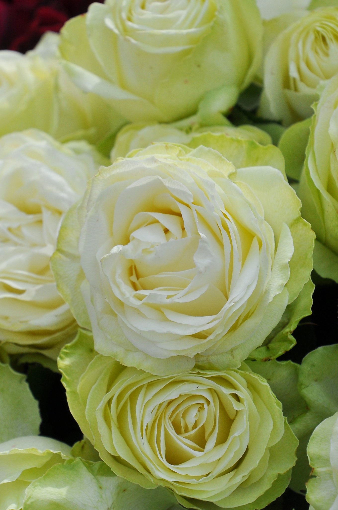 バラの家 公式本店 Rosa Orientis わかな Wakana 淡いグリーンから白の花色にボリュームのある抱え咲きの中輪花 花保ちに優れ切り花に向く 公式本店 T Co Kxmnoiocbj 楽天店 T Co Zvxo87ayq1 T