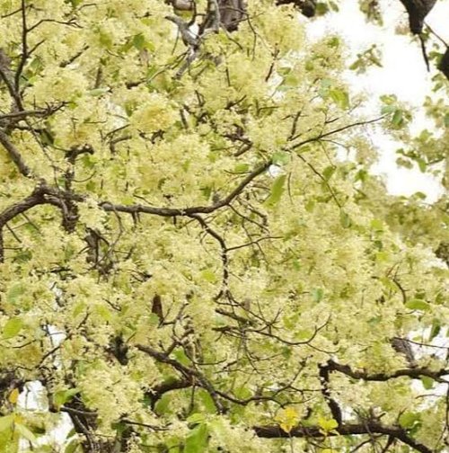 dc_sanjay_jas's tweet photo. प्रकृति पर्व 'सरहुल' की हार्दिक शुभकामनाएं..!
🍁🌾
#सरहुल #sarhul https://t.co/HCU4zOfJ5k