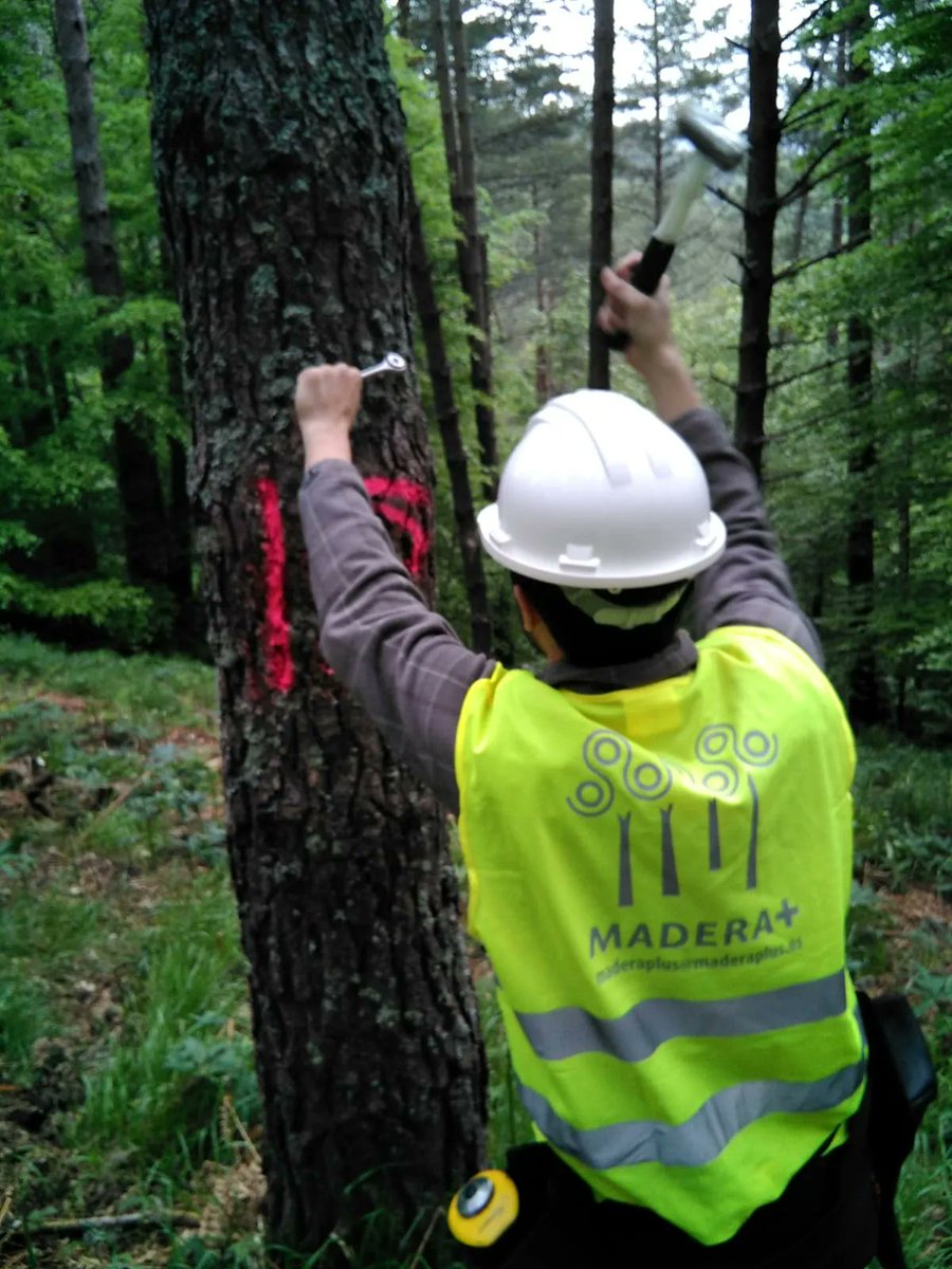 📣 Oferta de Empleo:
Contrato de un año en el marco del programa INVESTIGO, para colaborar en los trabajos de digitalización de propiedades tecnológicas de la #madera de <a href="/Madera_Plus/">Madera Plus</a>. 
Para participar, cumplimenta el formulario:
👉 buff.ly/3764m4V
Fecha límite: 15/04/22