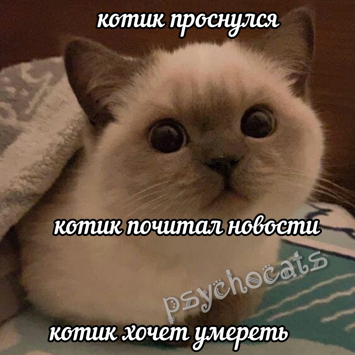 psycho__cats's tweet photo. https://t.co/WnHiQhhPFA