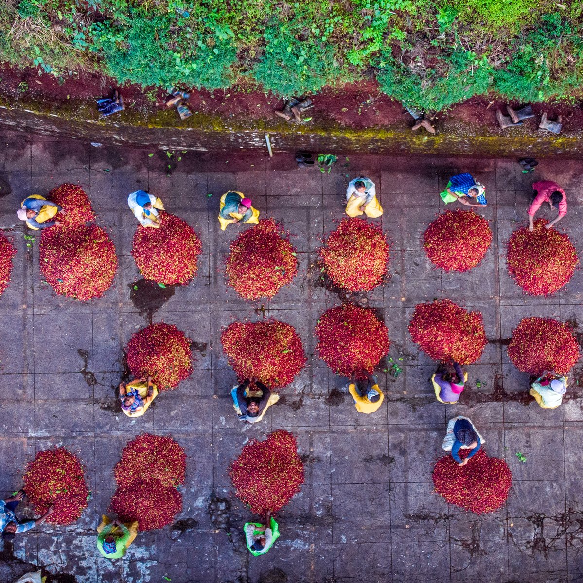 TheSeraiResorts's tweet photo. A visit to #Chikmagalur, the birthplace of #coffee in India, is an absolute must. At The Serai Chikmagalur, we offer an opportunity to make your affair with coffee particularly strong, with our coffee #plantation walk and coffee museum visit. #InspiredByCoffee
#Resort #Holiday https://t.co/c81CTr7tfx
