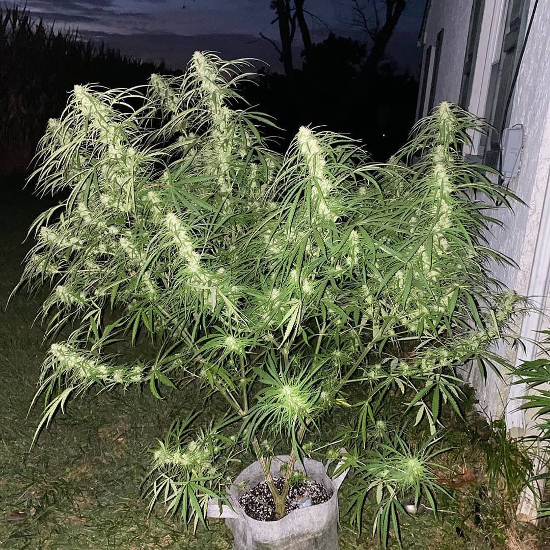 spliffseeds's tweet photo. Spliff's Strawberry outdoor grow ๐
๐ธ:@simps420grow
๐ท:#spliffsstrawberry
๐จ๐พ:#spliffseeds https://t.co/fH32NFuaFj