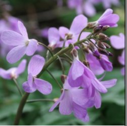 BluebellCottGdn's tweet photo. Not a day for gardens but for mail order in rainy #Cheshire! Couple of beauties featured on #GardenersWorld, Cardamine quinquefolia and Euphorbia myrsinites.
#mondaythoughts #mailorder #tradeprices
https://t.co/he3ms3KoXN https://t.co/TIhm0HyVkU