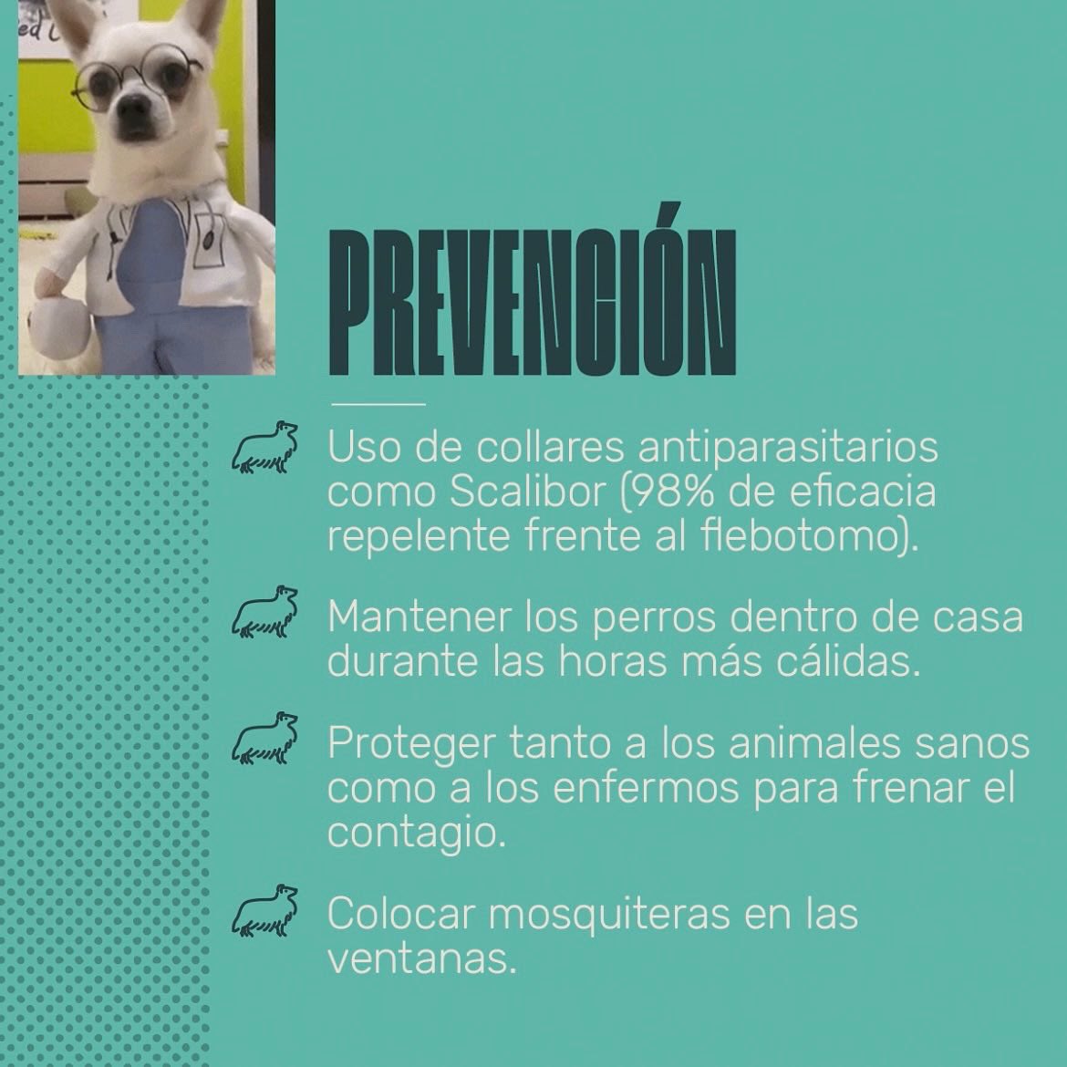 Animalhub_es tweet picture