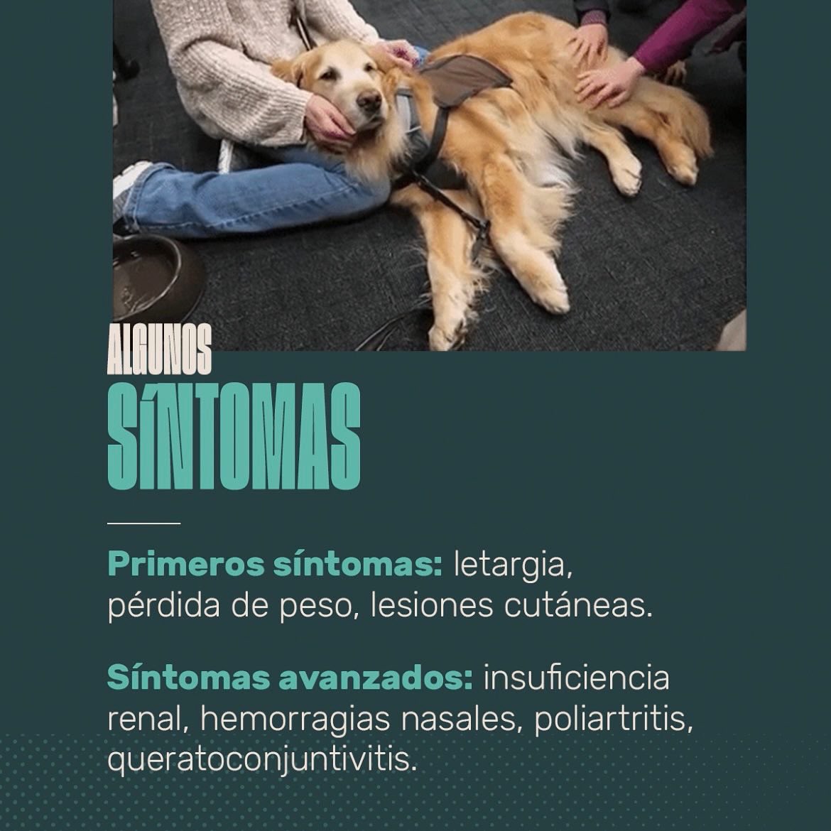 Animalhub_es tweet picture