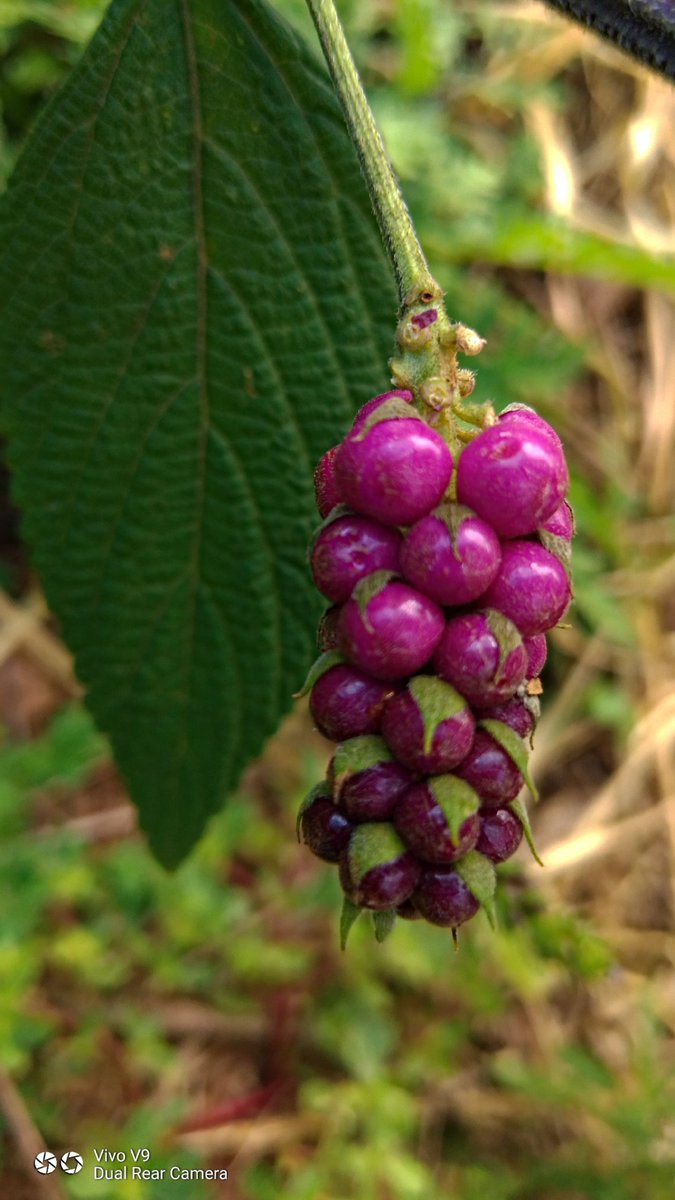 #wildberries