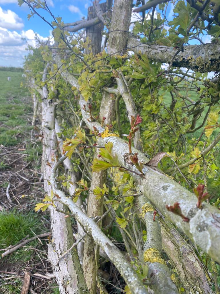 It's always good to see the hedges you laid last October, spring back into action in April.