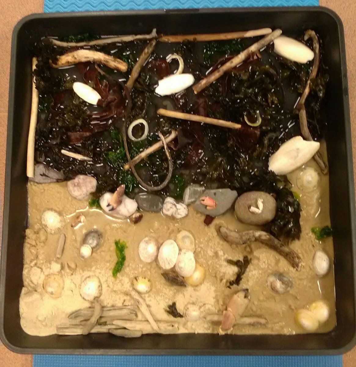 FreshlingsUCSP's tweet photo. Beach themed sensory tray https://t.co/XHN2m0tk1e