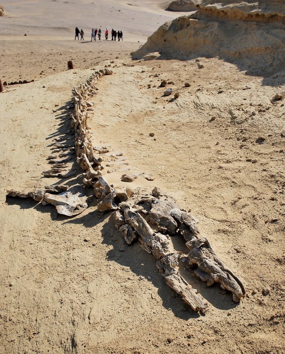 Third_Eye_Seeks's tweet image. 👀💭 Whales Egyptian is a paleontological site in #Egypt. There are hundreds of #fossils of some of the earliest forms of whale, the archaeoceti, an extinct sub-order of whales. #Archaeology #paleontology #history #history #discovery #explore