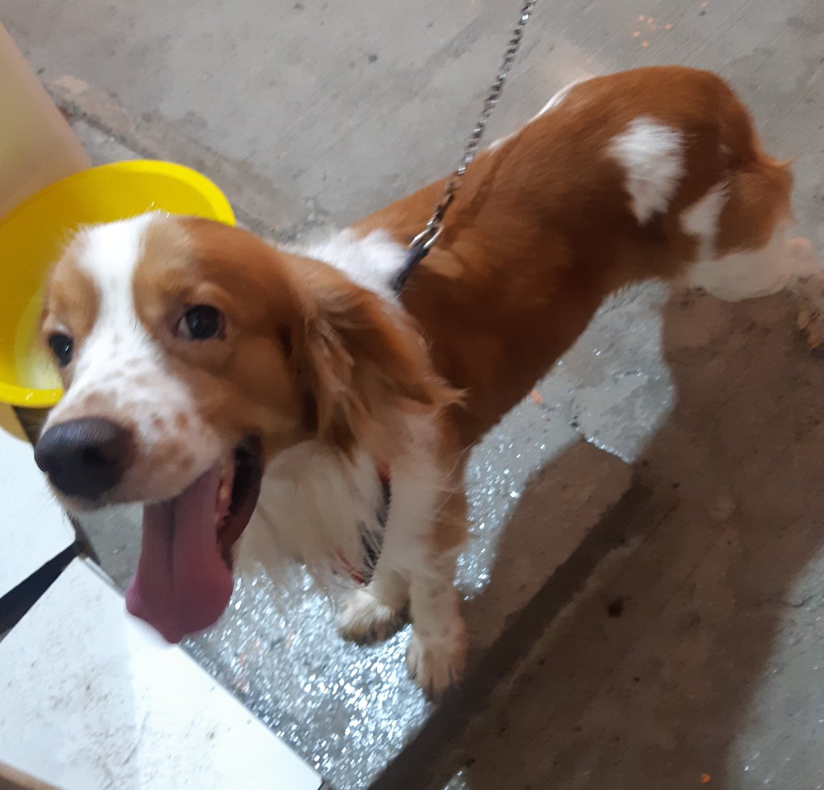 jrblancoj's tweet photo. @RescateAnimalEC por no tener como cuidarlo estamos dando en adopción a este niño de 2 años y medio, tamaño mediano, 12 kgs, responde al nombre de Zadith. Esta vacunado. Le estamos buscando un hogar que pueda darle amor. Es muy cariñoso y jugueton. Aqui varias fotos de él. https://t.co/qYjii7TZtR