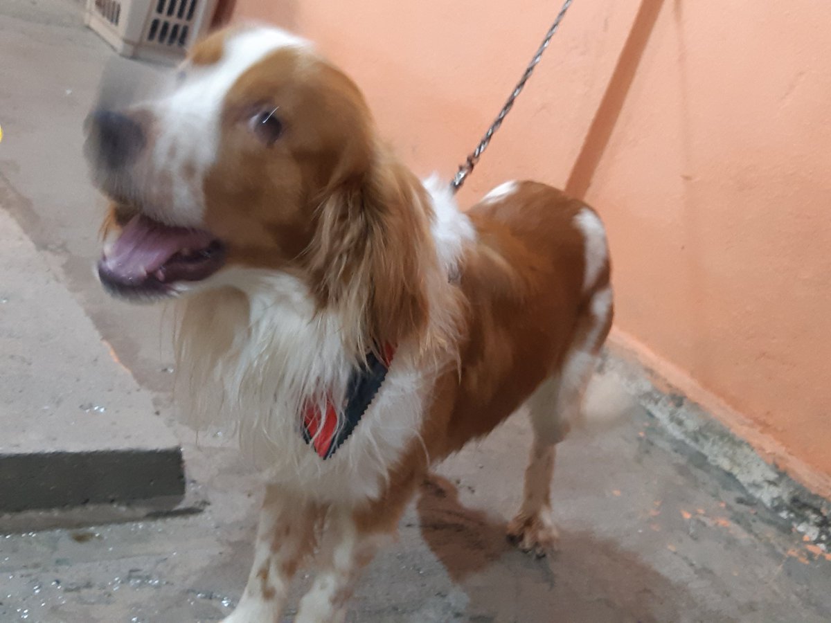 jrblancoj's tweet photo. @RescateAnimalEC por no tener como cuidarlo estamos dando en adopción a este niño de 2 años y medio, tamaño mediano, 12 kgs, responde al nombre de Zadith. Esta vacunado. Le estamos buscando un hogar que pueda darle amor. Es muy cariñoso y jugueton. Aqui varias fotos de él. https://t.co/qYjii7TZtR