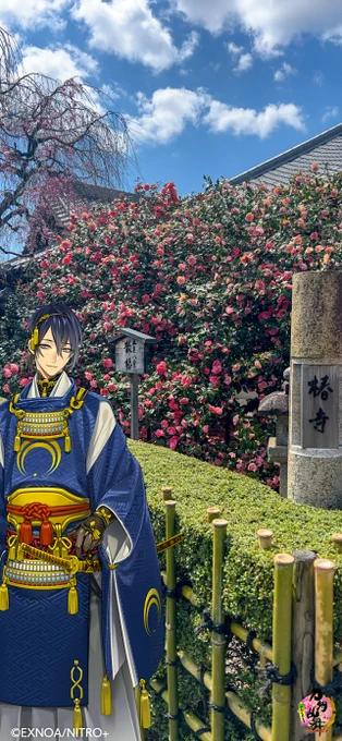 大侵寇があまりに尊くて椿寺にお参りに来ました🙏😭

椿が見事でこの通称がついた、足利と豊臣ゆかりの地蔵院。
秀吉が、散る姿も美しいと称えた名物の五色八重散椿(2枚目)。普通の椿と違い花びらが1枚1枚散るのが特徴です🌸
こちらは御朱印期間限定☺ 