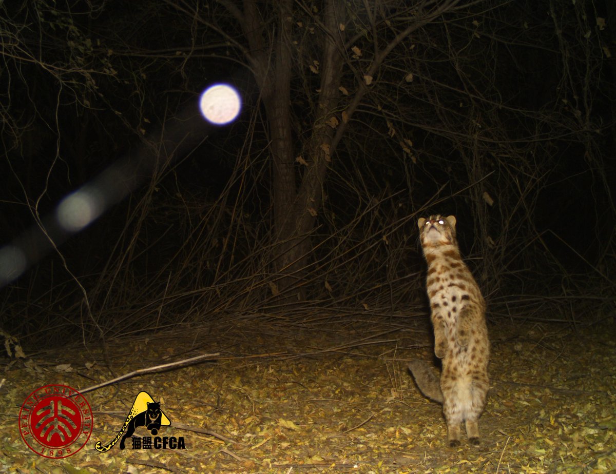 BirdingBeijing's tweet image. A spectacular image of a Leopard Cat (豹猫) standing on its hind legs against the backdrop of the full moon. Image courtesy of @PKU1898 and China Felid Conservation Alliance. Latest news on the project to monitor Beijing's wild cats here: birdingbeijing.com/leopard-cat-in…