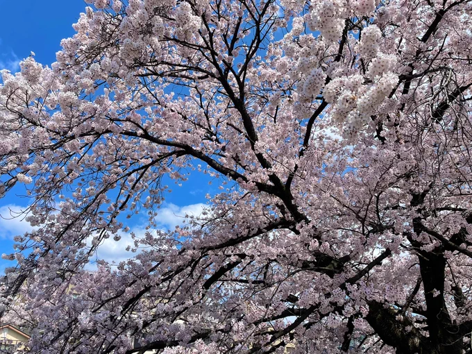 今日は快晴で青空に桜が映えますねぇ 