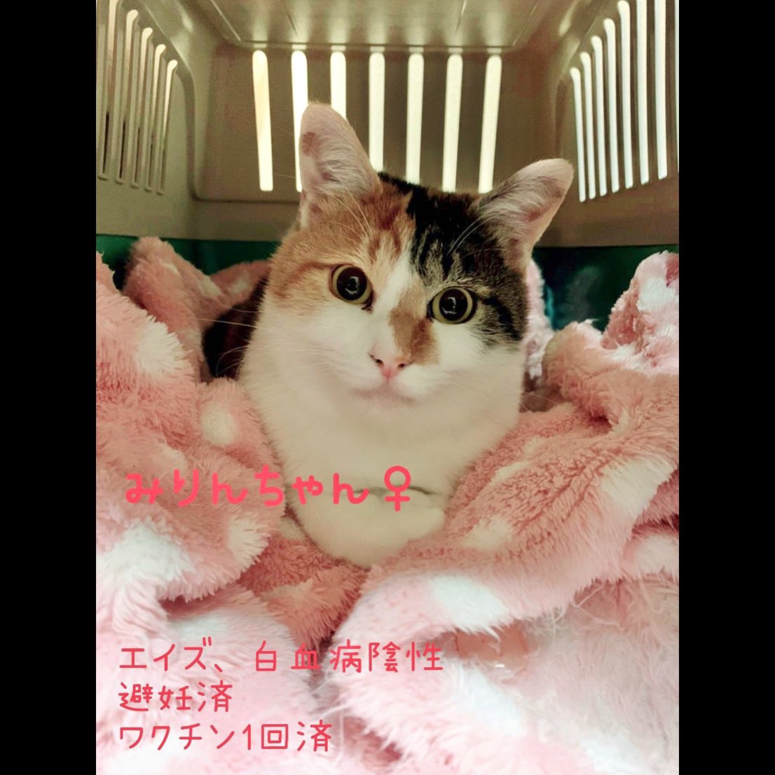 ながの鈴ねこの会 Suzunekonokai Twitter