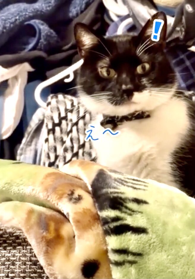 今日は雨で気温の寒暖差もあり体調など崩さない様にお気をつけて下さい。😊😸

隠し撮りに不満な顔をする笑

おむすびkun🍙

#おむすびkun
#隠し撮り
#不満

youtube.com/shorts/PGpAppN…