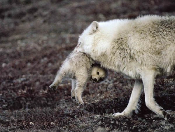 GuaciraRibeiro's tweet photo. Not a den will be safe in Northern Rockies. Only Emergency Relisting can save the pups and their mothers. Please โฆ@USFWSโฉ donโt allow this cruelty #RelistWolves NOW https://t.co/yfS6nVtTyS