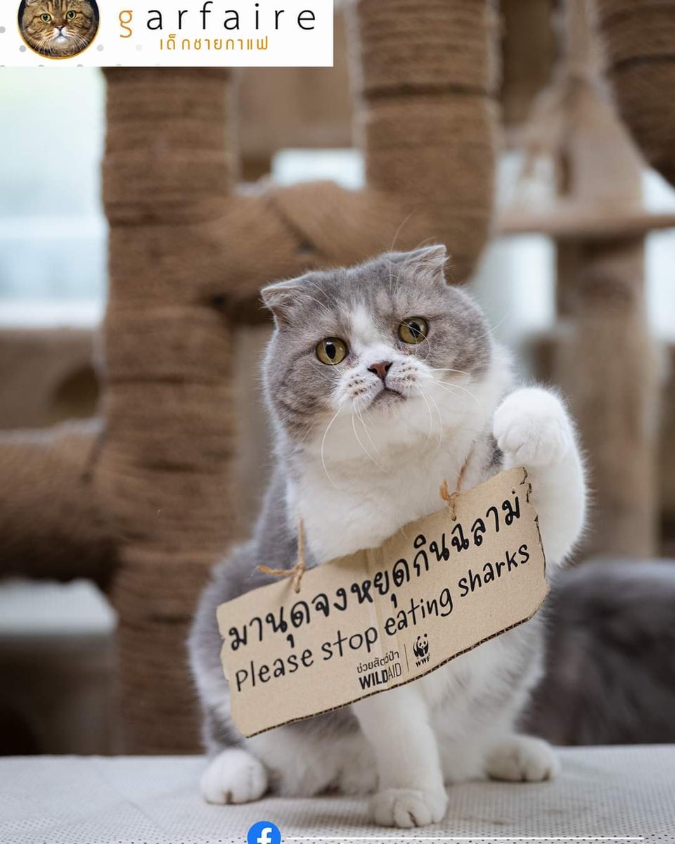 Garfaire1's tweet photo. #มานุดจงหยุดกินฉลาม #CatsForSharks https://t.co/OAfugaGhUB