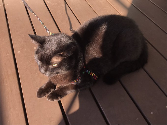 我が家と同じパターン。ベランダを気に入ってしまう。>RT 