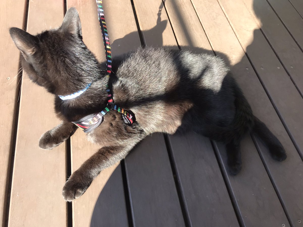 我が家と同じパターン。ベランダを気に入ってしまう。>RT 