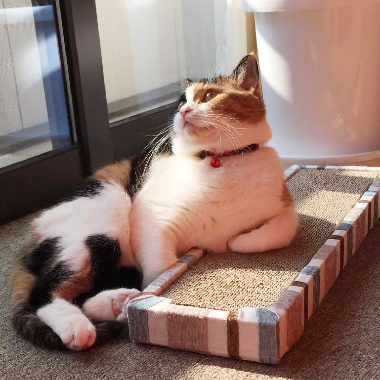 AIXIA にゃんちゅーぶ (@nyantube) / Posts / X