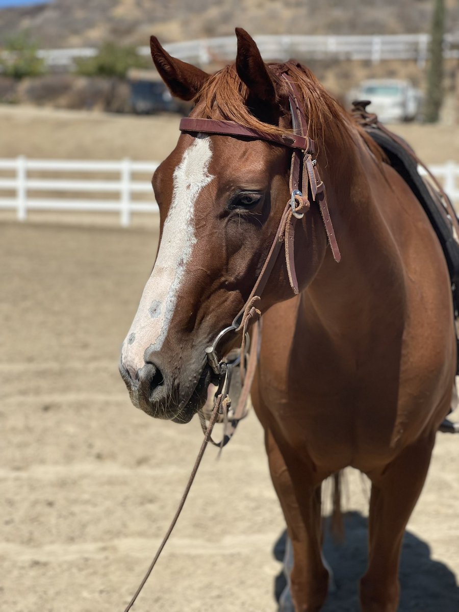 pac1190's tweet photo. 2013 AQHA Gelding For Sale DM me for more info https://t.co/BzNRXZtSOz