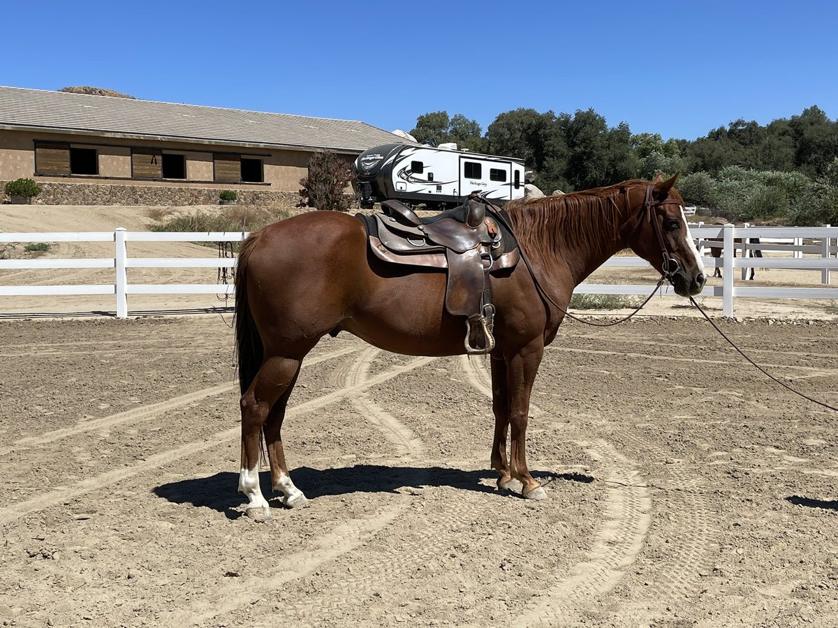 pac1190's tweet photo. 2013 AQHA Gelding For Sale DM me for more info https://t.co/BzNRXZtSOz