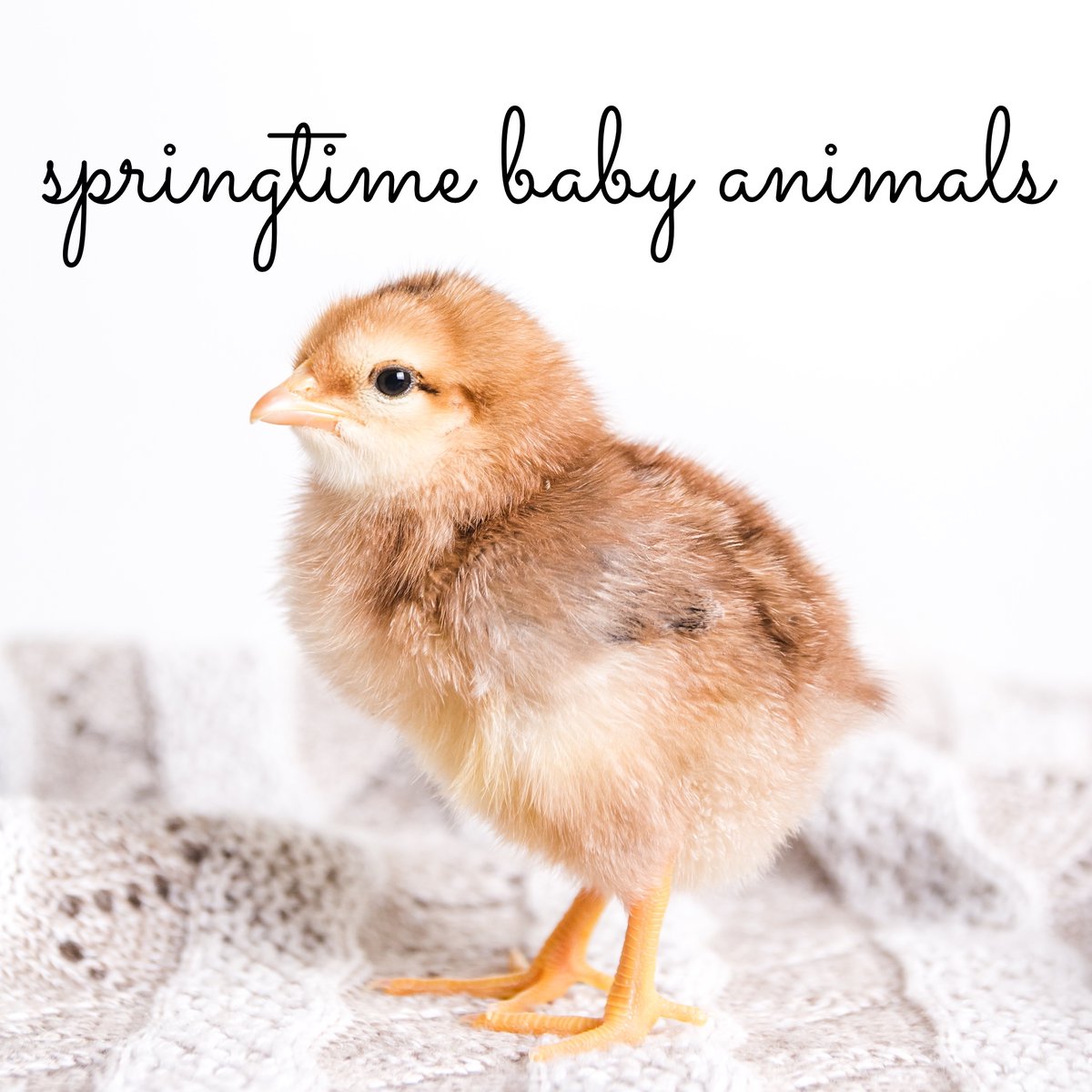 #speechtherapy lesson plans for #preschool and #kindergarten communication skills. 
Get your copy here: bit.ly/spring-animals