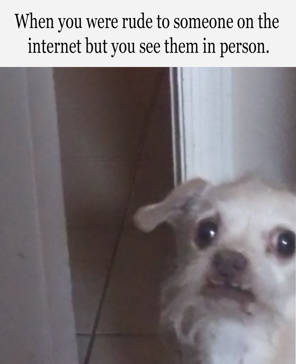 RobertRelic's tweet photo. Still can't stop making memes out of my cousins dog.
Internet Bully
#ConcernedCoco
#Memes #dogsoftwitter https://t.co/8KGh04uLAM